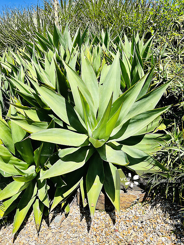 龙舌兰特写图片素材