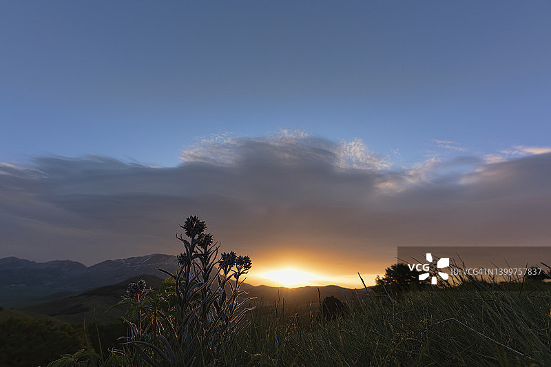 黎明时分戏剧性天空下的琉璃草图片素材