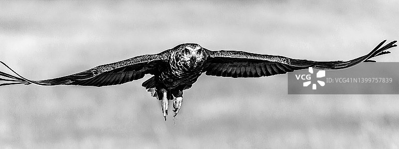 在马赛马拉稀树草原飞行的棕雕图片素材