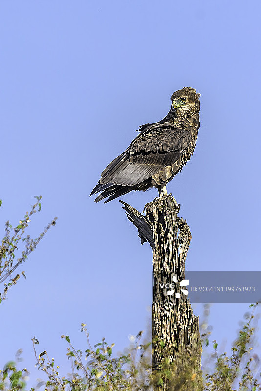 马赛马拉的茶色雕鹰图片素材