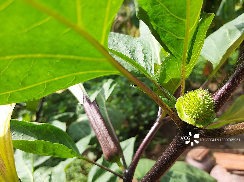 苹果刺，印度曼陀罗或天使的号筒，药用植物图片素材