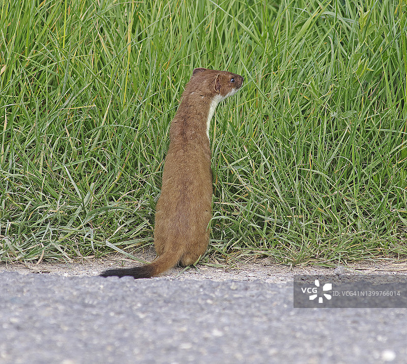 伶鼬（Mustela erminea）图片素材