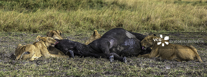 马赛马拉，狮子享用猎杀的水牛图片素材
