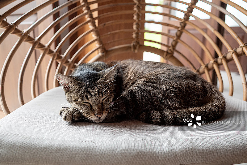 猫咪在白色垫子和藤椅上睡觉图片素材
