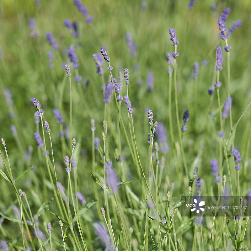 薰衣草图片素材