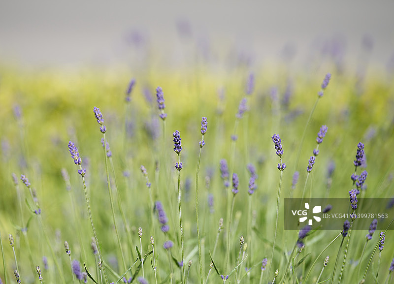 普通薰衣草图片素材