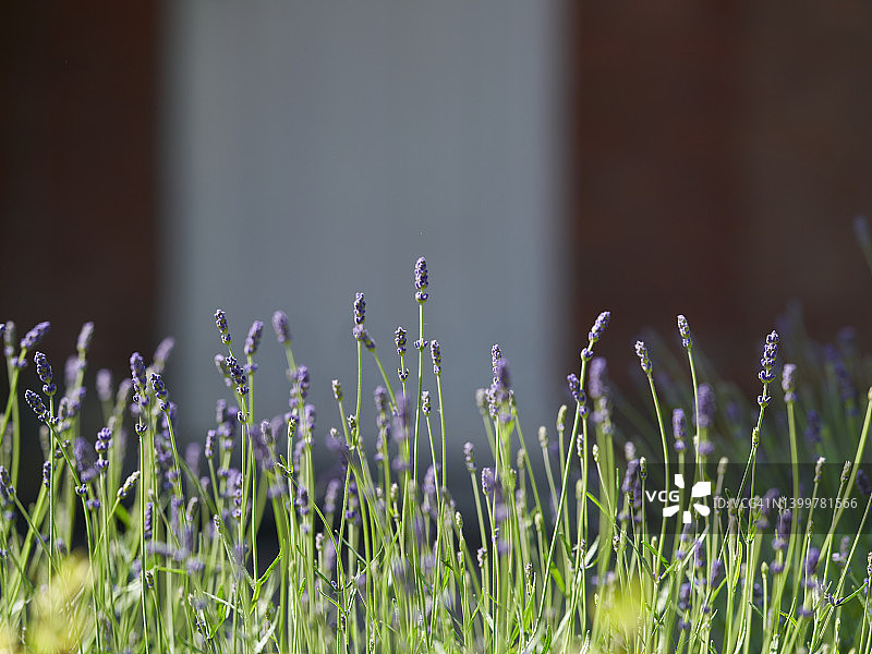真正薰衣草图片素材