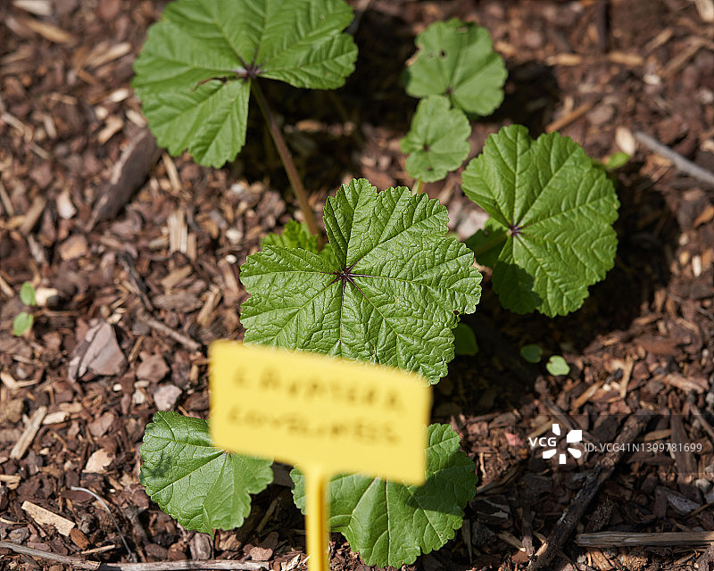 紫锥菊幼苗图片素材