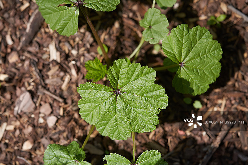 紫锥菊幼苗图片素材