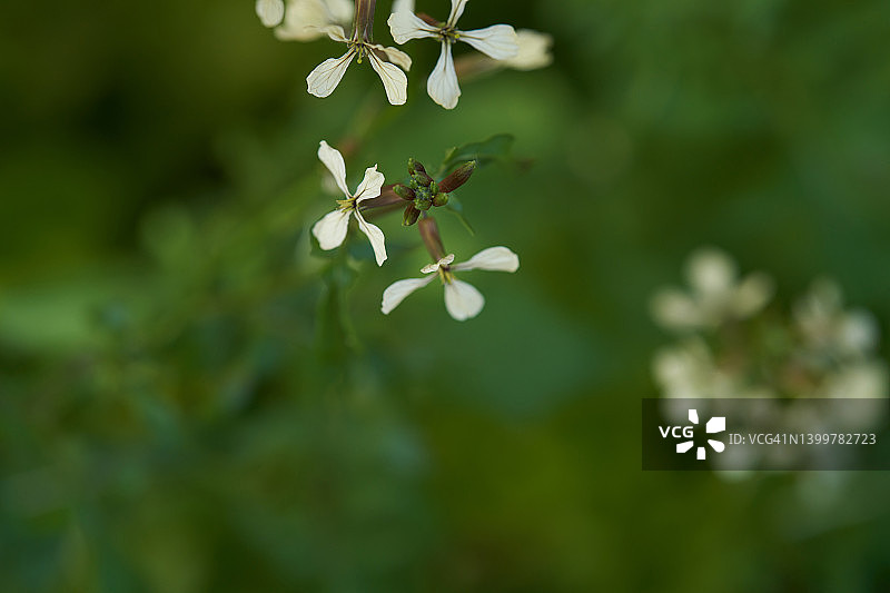 芝麻菜花图片素材