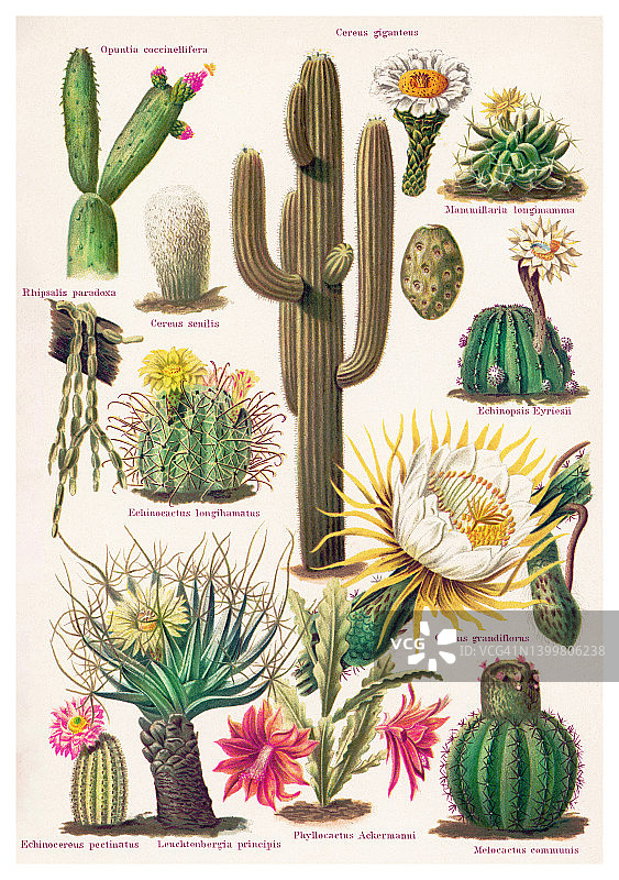 老式铬版石印仙人掌插画图片素材