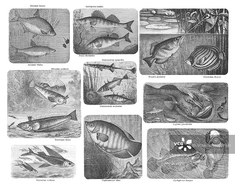 鲷鱼和鳊鱼雕刻插画图片素材