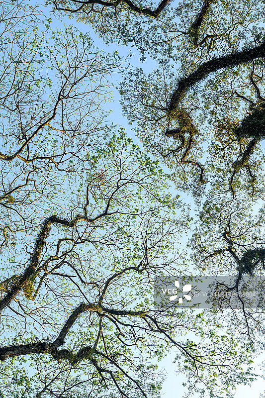 树冠羞避现象图片素材