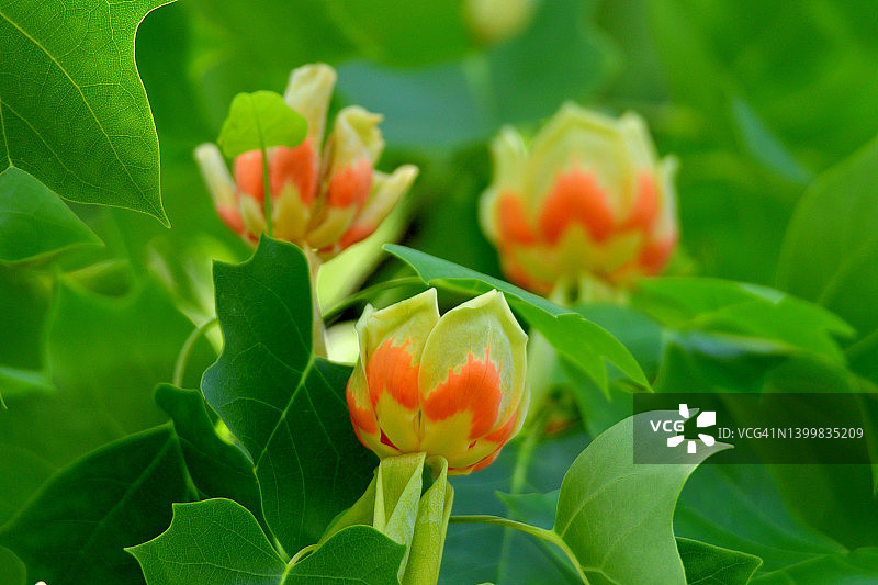 郁金香树花图片素材