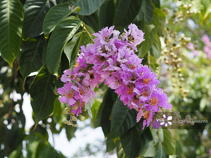 紫薇花树图片素材