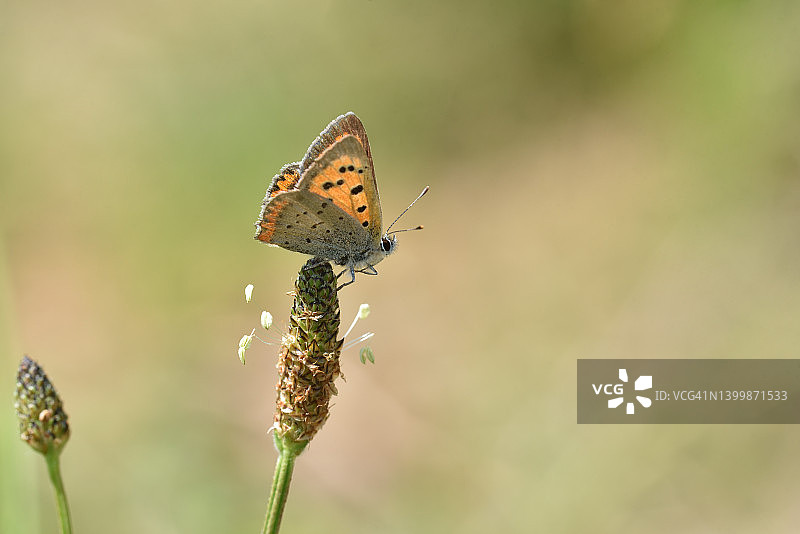 小火蛱蝶图片素材