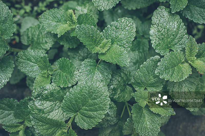 绿色薄荷叶图片素材
