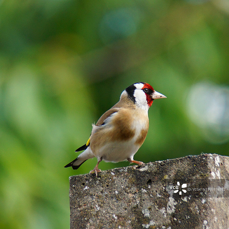 欧洲金翅雀图片素材