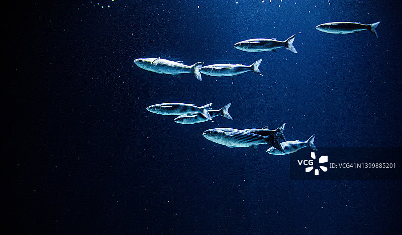 鱼缸里的鱼图片素材