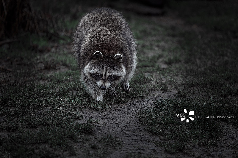 户外浣熊图片素材