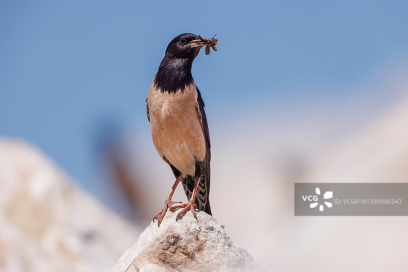 飞行中的欧洲石鵖图片素材