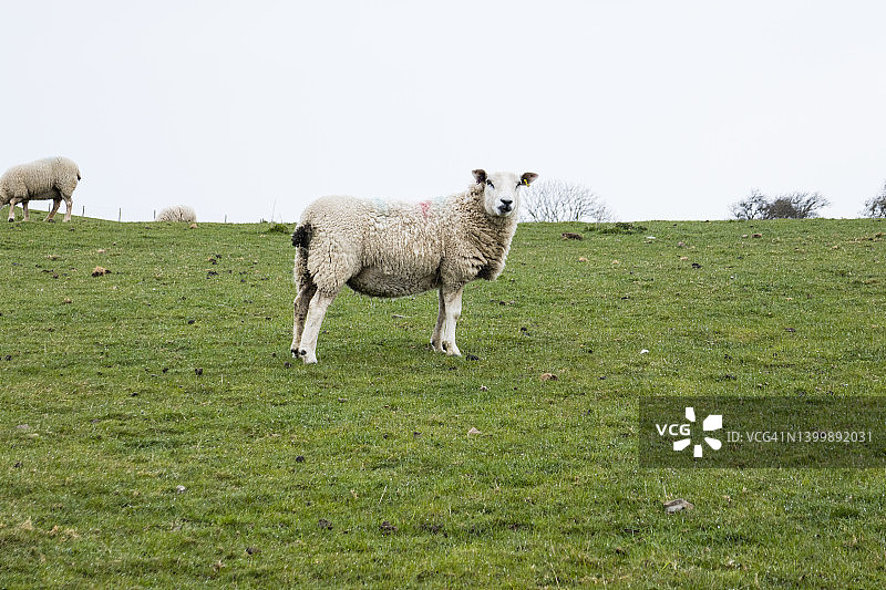 一只绵羊在田野里看着镜头；照片摄于英国威尔士博德法里和普雷斯塔廷之间的奥法堤坝国家步道，四月图片素材