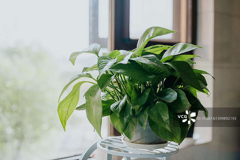 黄金葛图片素材