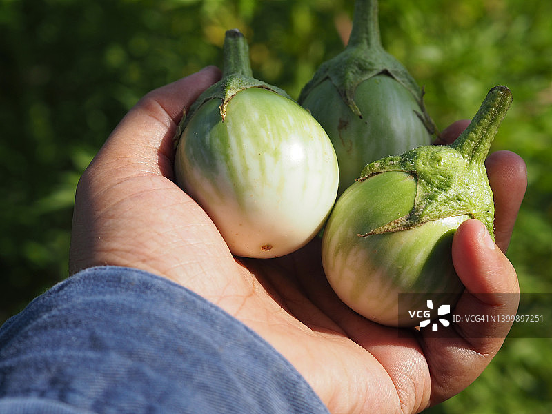 手持茄属植物图片素材