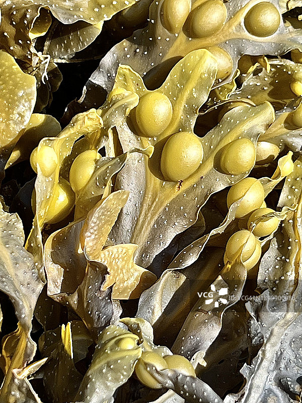 囊泡藻图片素材