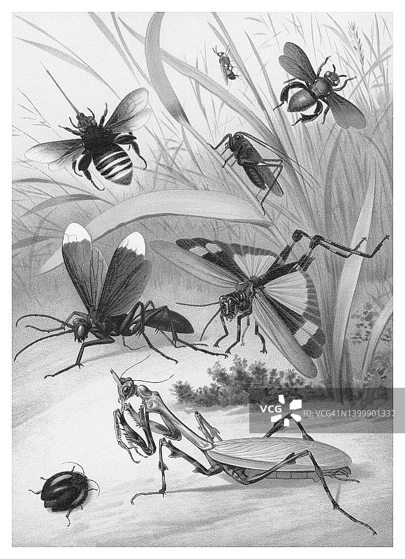 昆虫学古老彩色石印 - 膜翅目和咀嚼昆虫图片素材