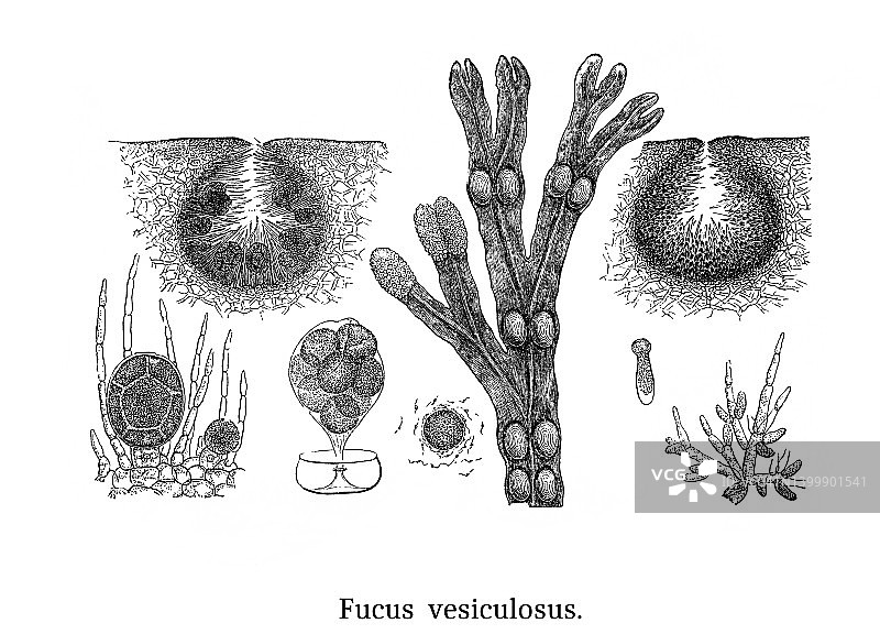 藻类古版画插图-墨角藻图片素材
