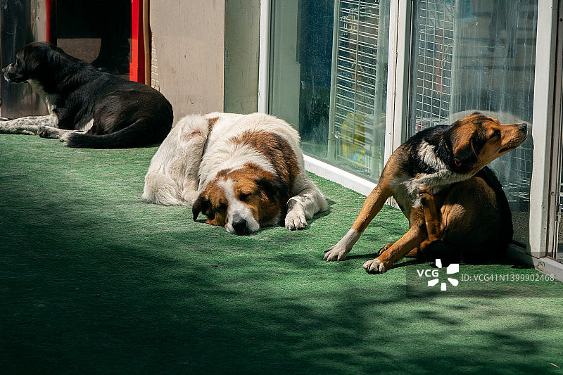 动物收容所里孤独的棕色大狗图片素材