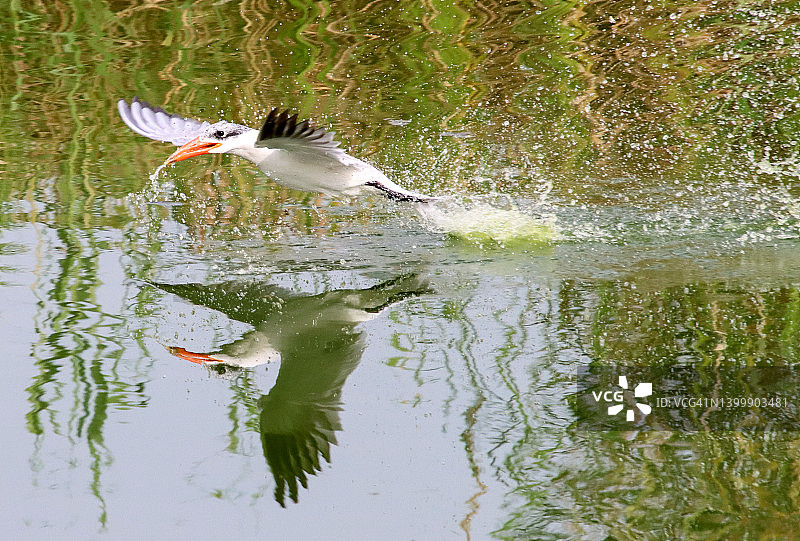 里海燕鸥（Hydroprogne caspia）飞行中饮水图片素材