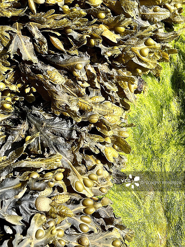 特写镜头下的墨角藻和藻类图片素材