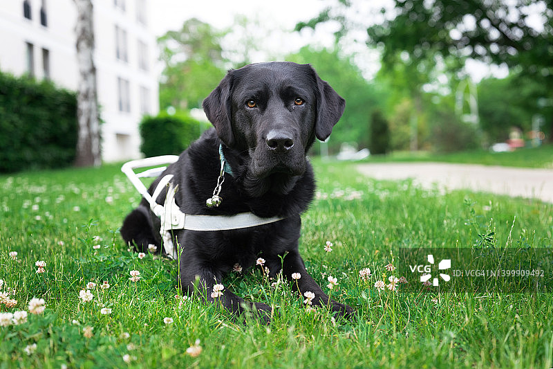 穿戴挽具的导盲犬休息图片素材