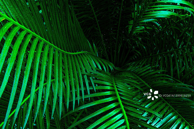 热带森林中的棕榈叶自然背景图片素材