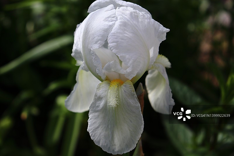 白色鸢尾花特写图片素材
