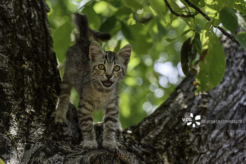 虎斑猫在树上叫图片素材