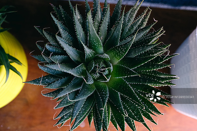 大型仙人掌特写图片素材