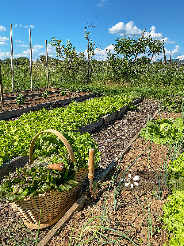 具有有机家庭花园概念的食物自给自足图片素材