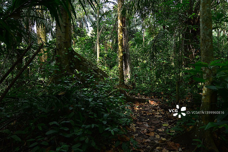 热带雨林中的大树图片素材