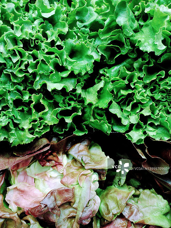 有机生菜特写图片素材