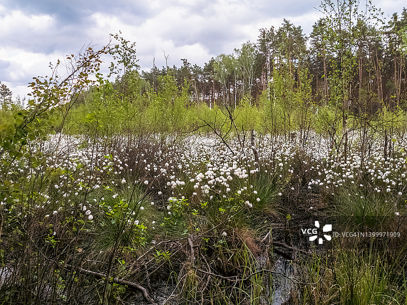 春季沼泽中盛开的棉毛图片素材