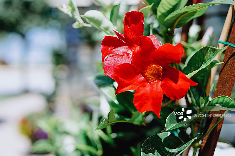 盛开的红色飘香藤图片素材