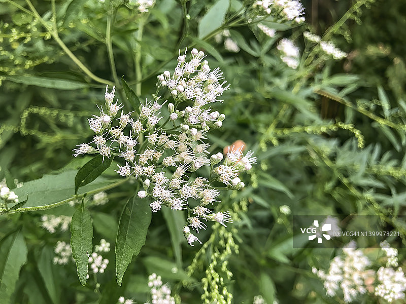 花色紫菀花图片素材