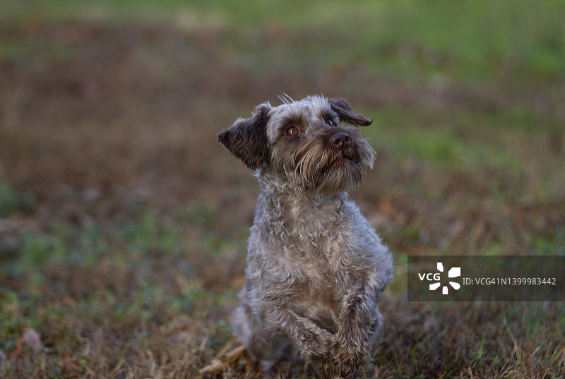 雪纳瑞幼犬在草坪上等待指令图片素材