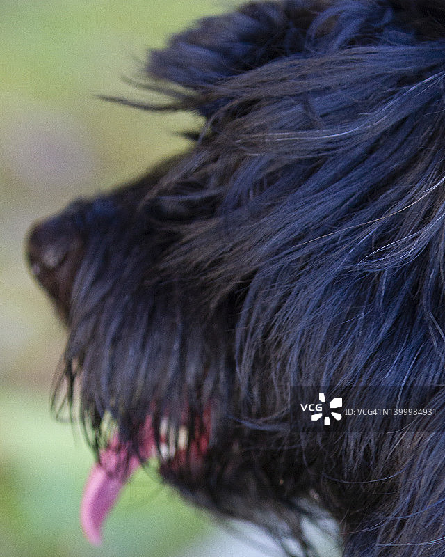 科顿杜利亚犬，黑色，特写，吐舌图片素材