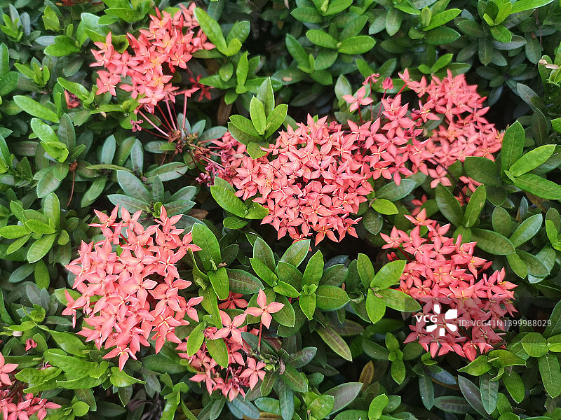 自然背景下的黄花龙船花灌木和绿树图片素材