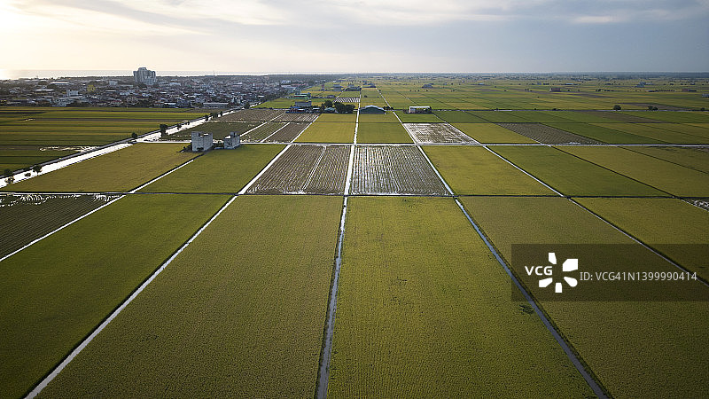 航拍收获时节美丽的金色稻田图片素材