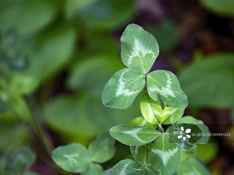 三叶草叶子图片素材